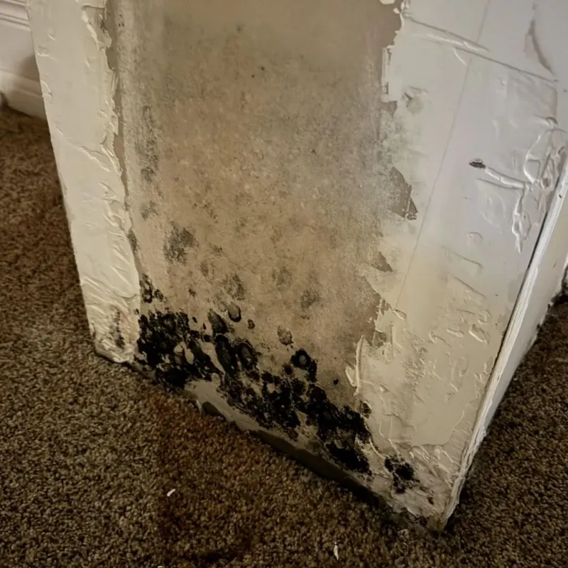 Professional Mold Removal in Maunawili, HI